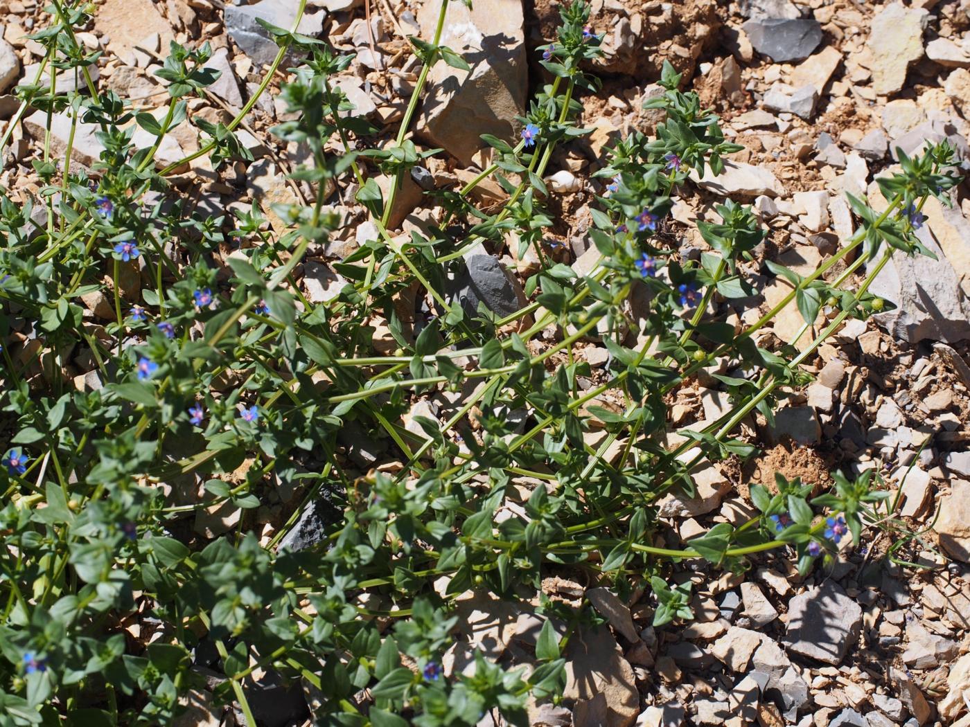 Pimpernel, Blue plant